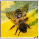 Andrena bicolor - Sandbiene w05.jpg
